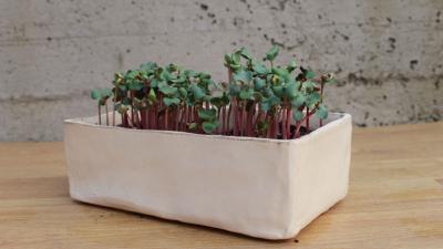 Image RADIONICA: Vrt na balkonu – uzgojite mrkvu, salatu i jagode