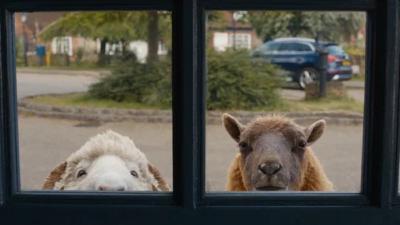 Image Ovce detektivi